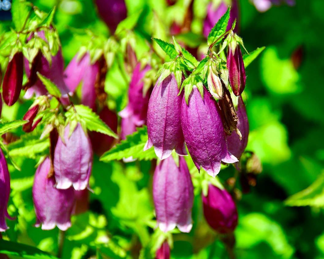 Cherry Bells Spotted Bellflower