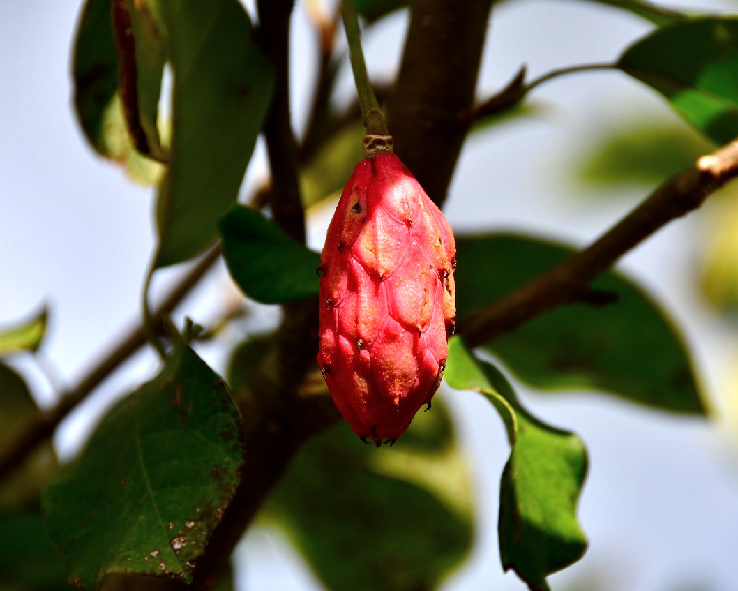 Hanging Red Chinese Magnolia Pod