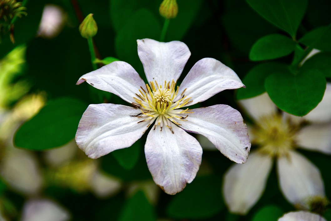 Late Large-Flowered Clematis