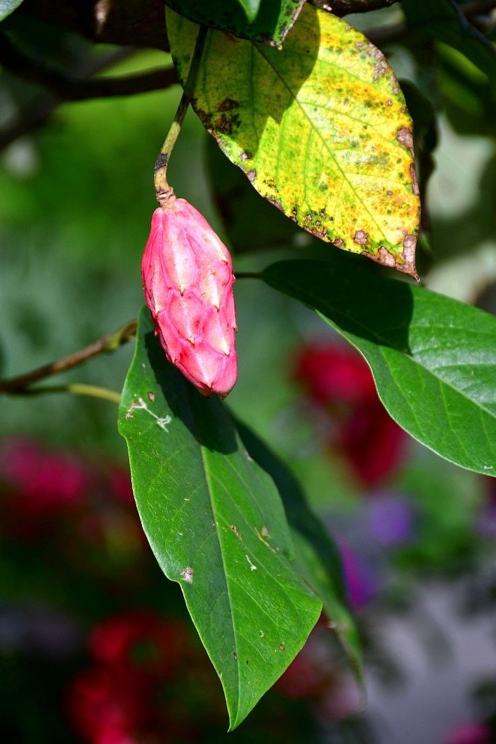 Pink Pod