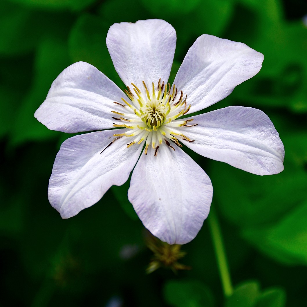 Soft White and Purple