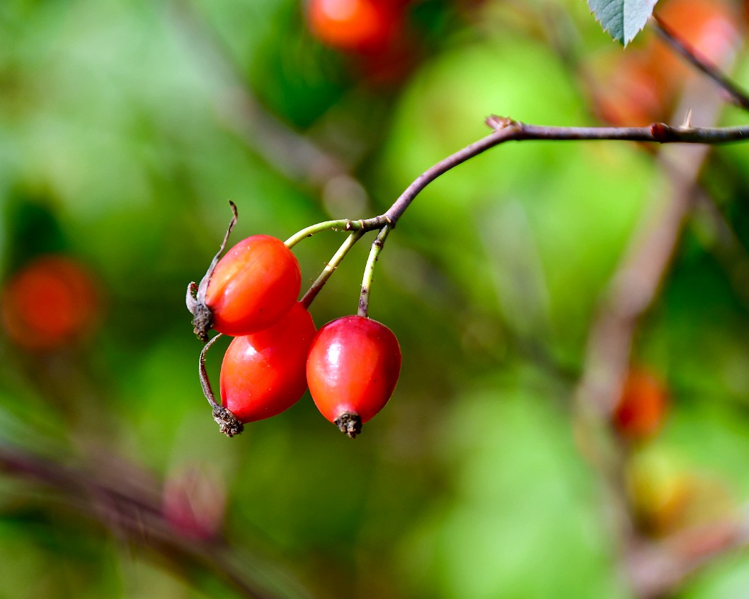 Triple Red