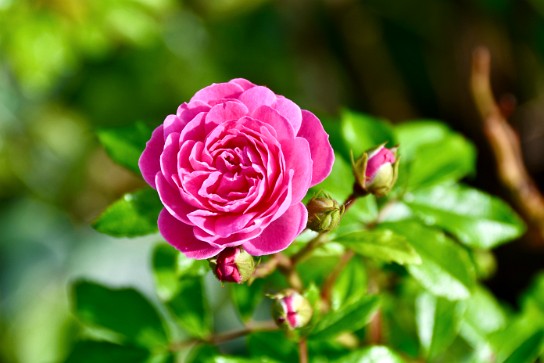 Rose and Fragrance Garden Part I